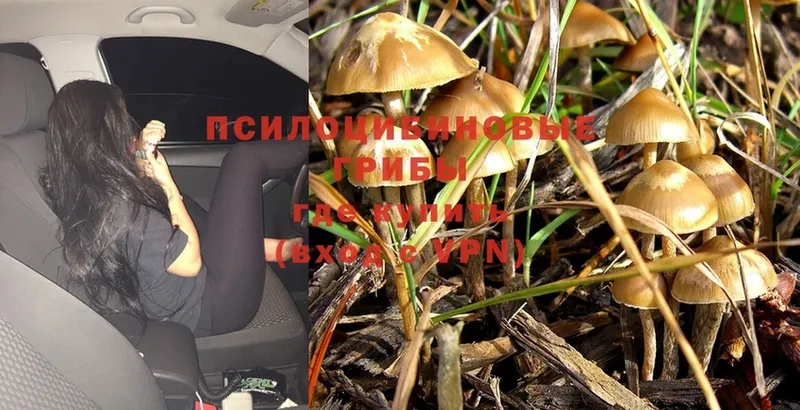 Псилоцибиновые грибы Psilocybe  Йошкар-Ола 